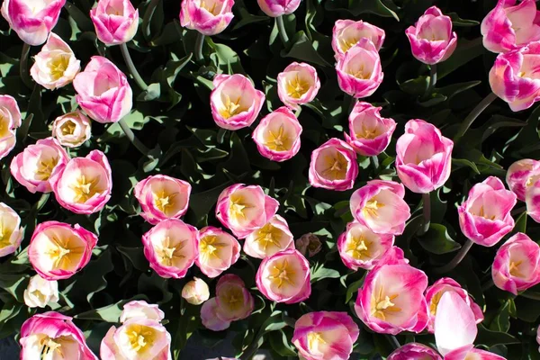 Roze Tulp Bloemen Close Bovenaanzicht Natuurlijke Omstandigheden Rechtenvrije Stockafbeeldingen