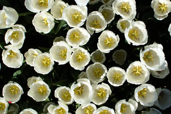 白色郁金香花闭合在一起 顶视图 自然条件 免版税图库图片