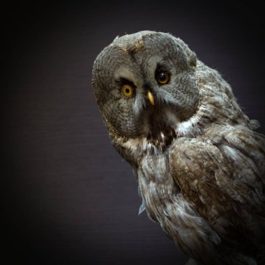 Doldurulmuş av kuşu baykuşu. Koyu arkaplanda farklı gözlerle kapat.