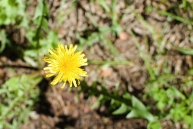 Sarı karahindiba çiçeği bulanık arkaplanı kapatır. Üst görünüm