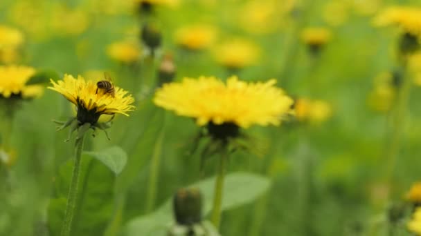 Abeille sur fleur. Gros plan sur la collecte de miel par les abeilles sur une fleur jaune vif — Video
