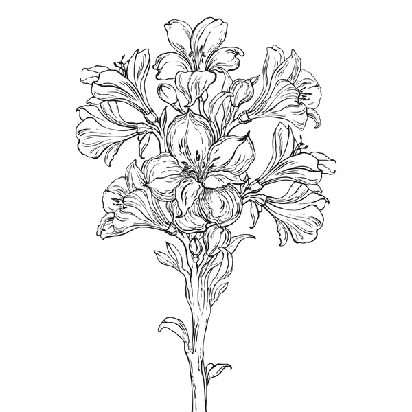 Tekening van de orchideebloem afbeelding — Stockvector