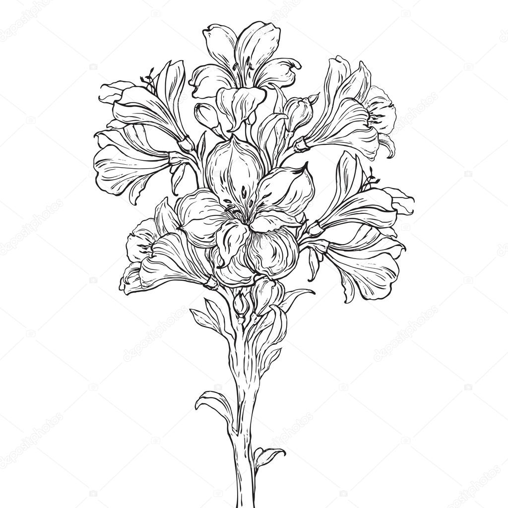 Graphic drawing of orchid flower
