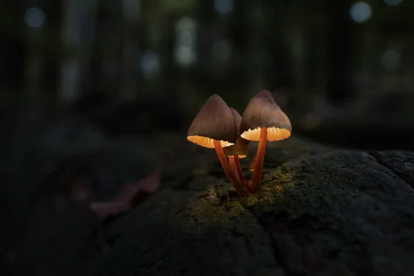 Iluminación Setas Brillantes Los Bosques Encantados Algunos Hongos Que Crecen — Foto de Stock