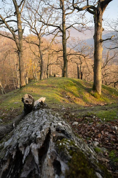 Terreno Desigual Bosque Con Árbol Caído Primer Plano Montañas Valles —  Fotos de Stock