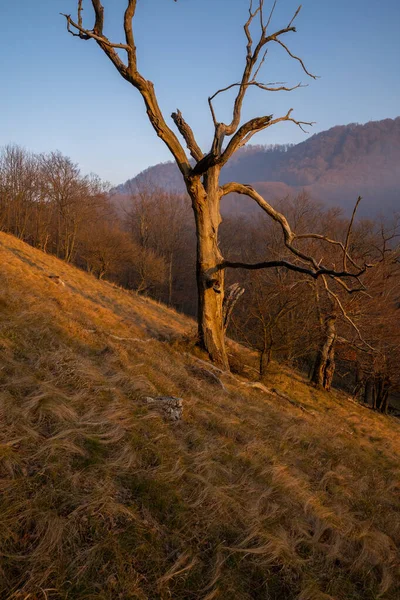 Starý Mrtvý Strom Úbočí Kopce Při Západu Slunce Mlhavého Podzimního — Stock fotografie