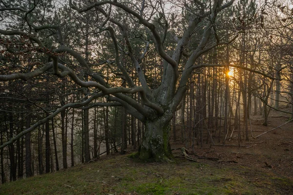 Розгалужене Старе Дерево Лісі Заходу Сонця — стокове фото