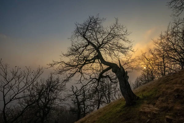 Старе Похиле Дерево Схилі Пагорба Заході Сонця Туманну Осінню Погоду — стокове фото