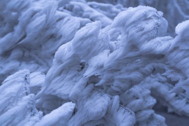 Ağacın dallarındaki kremaların ayrıntıları.