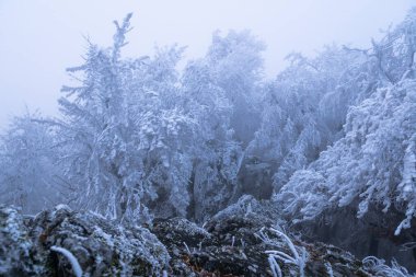 Dağın tepesindeki sis dondurucu havada büyülü bir atmosfer yaratır.