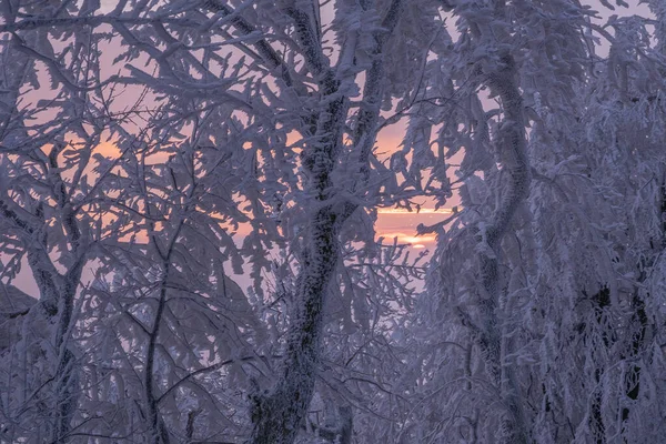 Setting Sun Frozen Branches Trees Forest — Foto de Stock