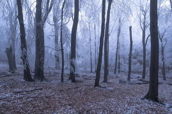 Туманна Зимова Погода Замерзлому Лісі Мороз Туман Створюють Загадкову Атмосферу — стокове фото