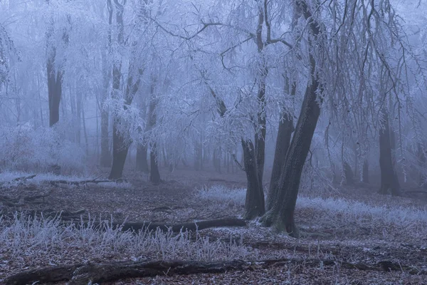 Foggy Winter Weather Frozen Forest Frost Fog Make Mysterious Atmosphere — Foto de Stock