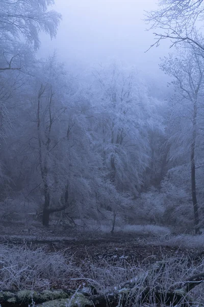 凍った森の霧の冬の天気 霜と霧が神秘的な雰囲気を作ります — ストック写真