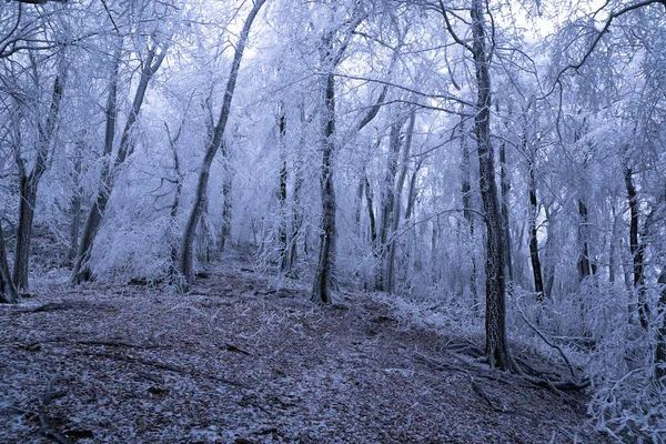 Foggy Winter Weather Frozen Forest Frost Fog Make Mysterious Atmosphere — Stock Photo, Image