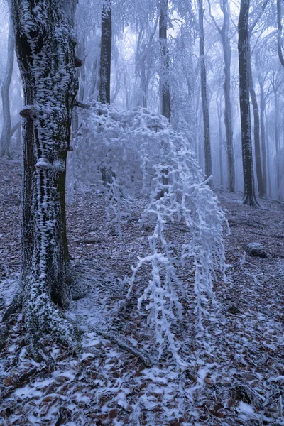 Mglista Zimowa Pogoda Zamarzniętym Lesie Mróz Mgła Tworzą Tajemniczą Atmosferę — Zdjęcie stockowe