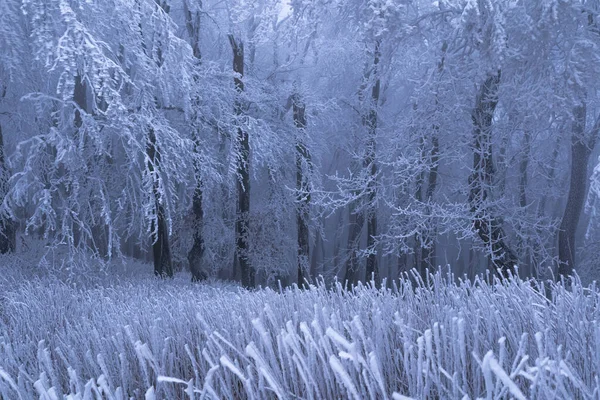 Nebeliges Winterwetter Gefrorenen Wald Frost Und Nebel Sorgen Für Eine — Stockfoto