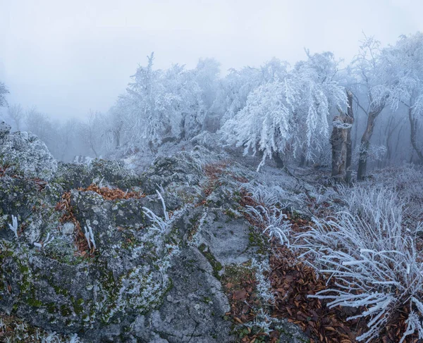 山頂の霧が凍るような寒さの中で幻想的な雰囲気を醸し出しています — ストック写真