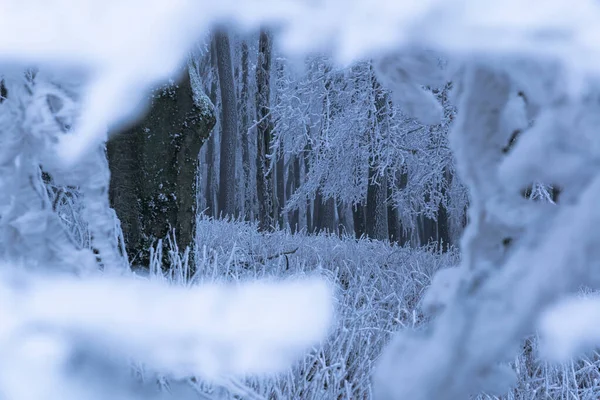 View Forest Frozen Tree Branches — Foto de Stock