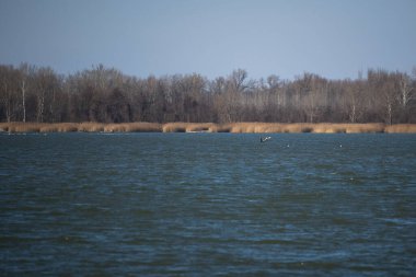 Nehir kıyısında, bastonlu ve kışın karsız ağaçlı 