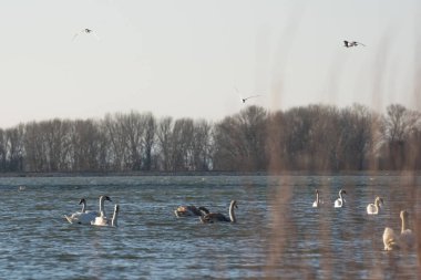 Kuğu, akşam güneşinde hafif dalgalı bir su yüzeyinde doğal ortamında suyun üzerinde yüzer.. 