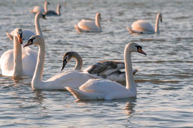 Kuğu, akşam güneşinde hafif dalgalı bir su yüzeyinde doğal ortamında suyun üzerinde yüzer.. 