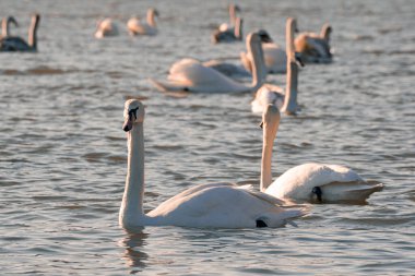 Kuğu, akşam güneşinde hafif dalgalı bir su yüzeyinde doğal ortamında suyun üzerinde yüzer.. 