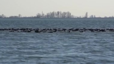 Kara su kuşu sürüsü (Fulica atra) dalgalara karşı suyun karşısına göç eder..