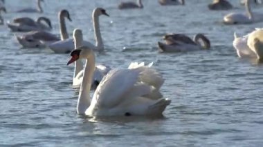 Kuğular, akşam güneşinde hafif dalgalı bir su yüzeyinde doğal ortamında suyun üzerinde yüzerler.. 