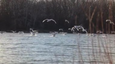 Büyük bir kuğu sürüsü geliyor ve doğal ortamında su yüzeyine iniyor.. 