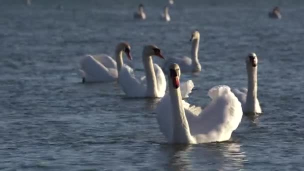 Los Cisnes Nadan Agua Hábitat Natural Sol Tarde Una Superficie — Vídeo de stock