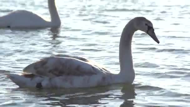 Łabędzie Pływają Wodzie Naturalnym Środowisku Wieczornym Słońcu Lekko Pofałdowanej Powierzchni — Wideo stockowe