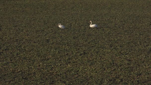 Deux Cygnes Marchent Sur Champ Avec Colza — Video