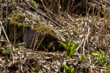 Kelebek Papilio machaon doğal ortamında uçar. 