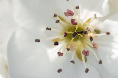Karınca, armut ağacının taze açan çiçeği boyunca yürür.. 