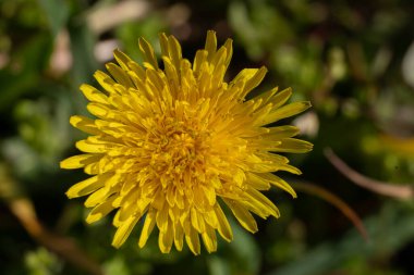 Baharda, tam gelişmiş sarı bir karahindiba çiçeği 