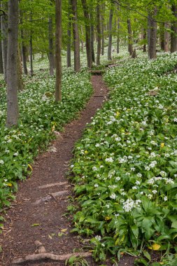 Bir peri masalı yolu, bir yürüyüş yolu ilkbahar ormanında çiçek açan bir ayı sarımsağı boyunca uzanır..