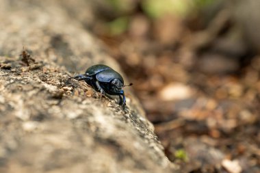 Küçük siyah bir böcek (Geotrupes stercorarius) doğal ortamında tahta üzerinde yürür. 