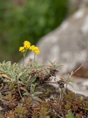Küçük sarı çiçekli bitki doğada yetişir.