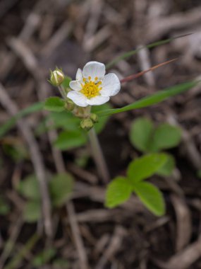 Yabani çilek doğadaki doğal ortamında büyür ve çiçek açar.. 