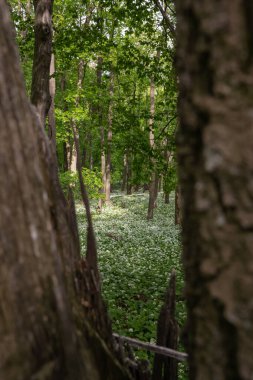 Çiçek açan ormandaki ağaçların arasına bak. 
