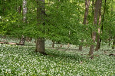 Meşe ormanları beyaz ayı çiçekleri ile her yerde sarımsak açtı..