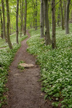 Bir peri masalı yolu, bir yürüyüş yolu ilkbahar ormanında çiçek açan bir ayı sarımsağı boyunca uzanır..