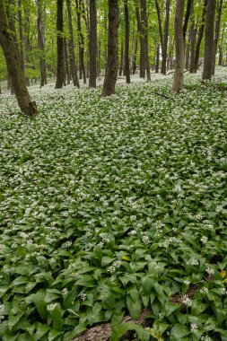 Meşe ormanları beyaz ayı çiçekleri ile her yerde sarımsak açtı..