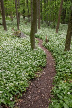 Bir peri masalı yolu, bir yürüyüş yolu ilkbahar ormanında çiçek açan bir ayı sarımsağı boyunca uzanır..