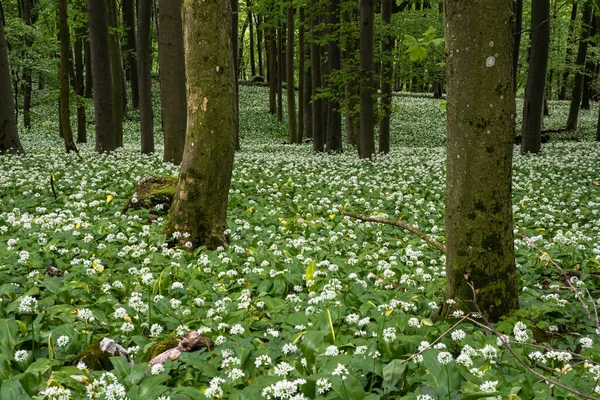 Los Bosques Robles Florecieron Con Flores Blancas Ajo Oso Por —  Fotos de Stock