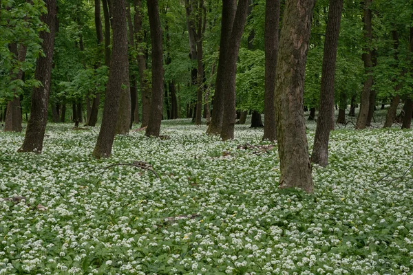 The oak forests blossomed with white flowers of bear garlic everywhere.