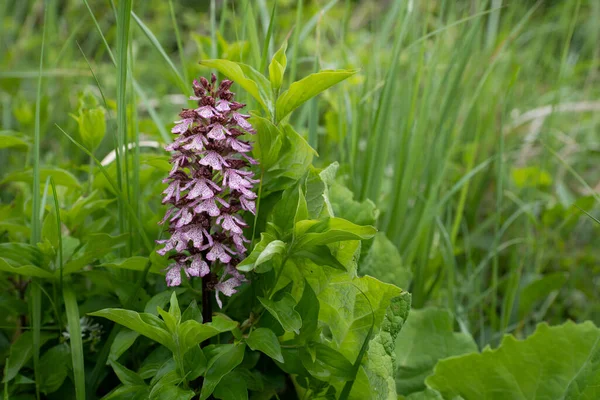 Orchidea Neotinea Ustulata Crece Florece Entorno Natural Naturaleza — Foto de Stock