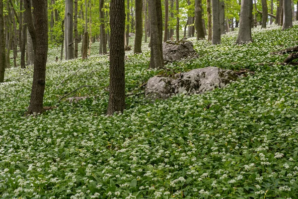 Δάσος Βελανιδιάς Γεμάτο Από Ανθισμένα Σκόρδα Αρκούδας Πέτρες Στη Μέση — Φωτογραφία Αρχείου