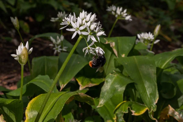 Bumblebee Poliniza Flor Ajo Oso — Foto de Stock
